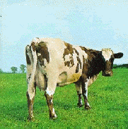 original pink floyd vinyl record album 'atom heart mother' on the emi harvest label fom 1970 - original pink floyd vinyl album 'atom heart mother'. diese vinyl schallplatte erschien 1970 auf dem emi harvest label